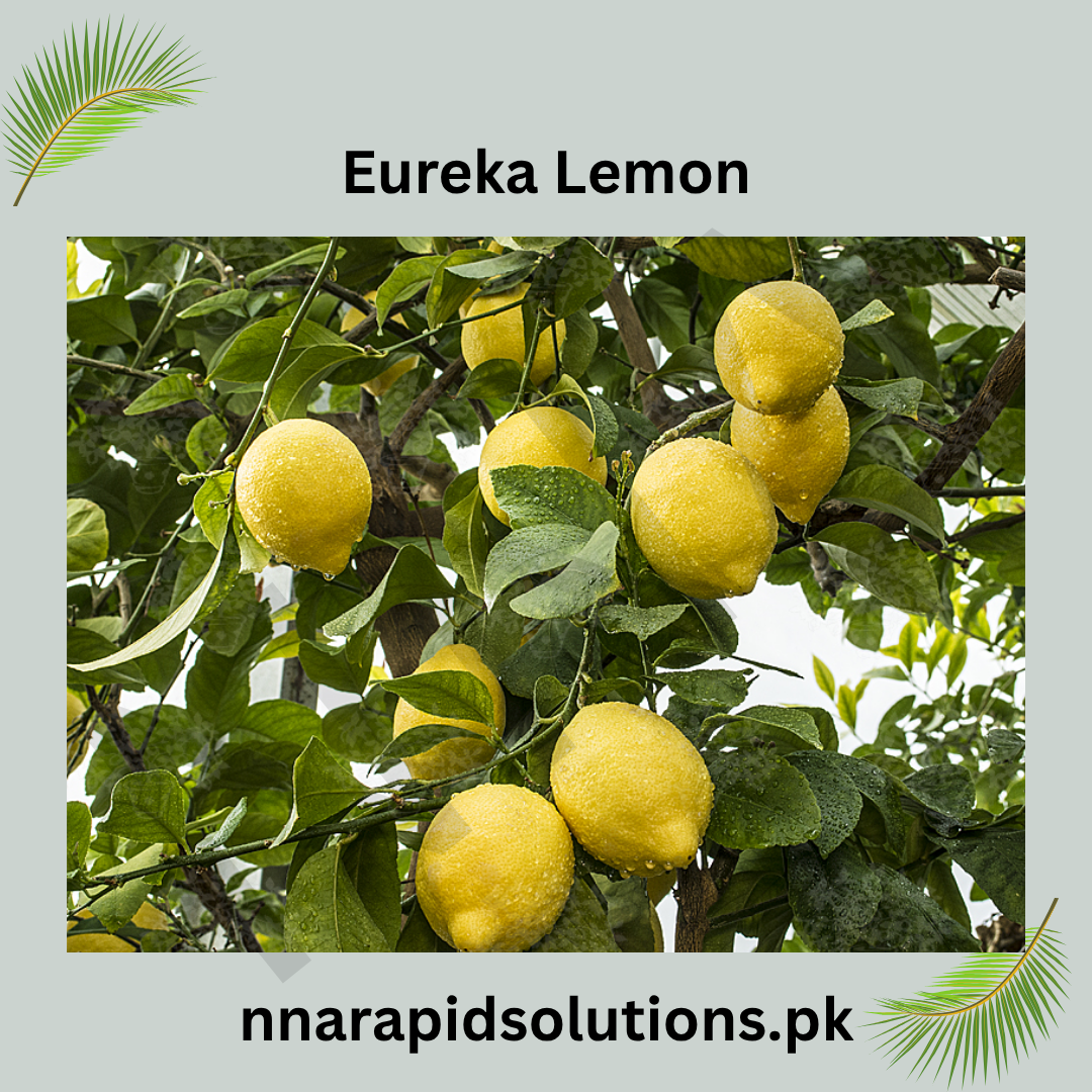 Eureka Lemon Plant  1 Year Old