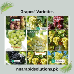 King Ruby Grapes Plant 3 Years Old  Fruiting Grafted Red Grapes Vine