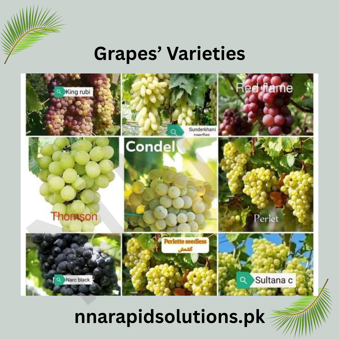 Red Crimson Seedless Grapes Plant   3 Year Grafted Vines