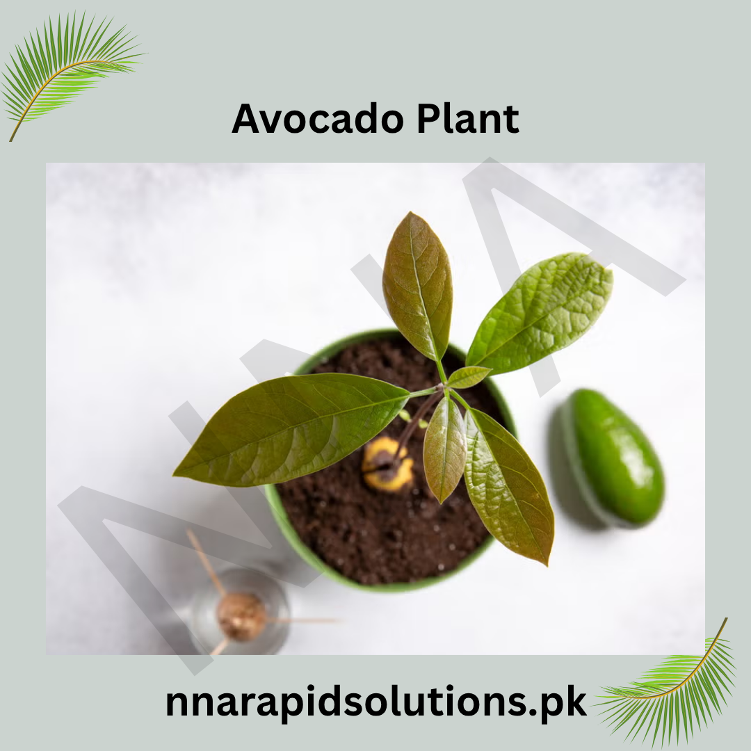 2-Year-Old Avocado Plant | Healthy Fruit Tree for Garden & Orchard