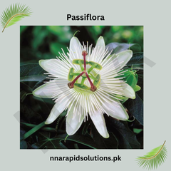 Passiflora Vine Plant (White) in Pakistan  Exotic Passion Flower for Gardens