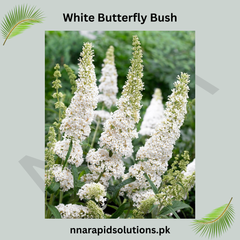 White Butterfly Bush  Fragrant Blooms that Attract Butterflies & Bees