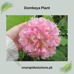 Dombeya Plant  Beautiful Tropical Shrub with Rosy, Clustered Blooms