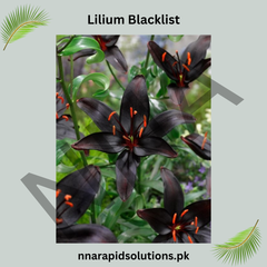 Lilium Blacklist Bulb (Black Lily)  The Symbol of Elegance and Mystery (Limited Stock)