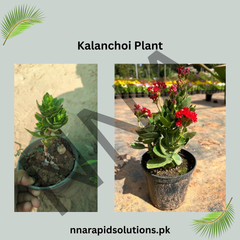 Imported Kalanchoe/Kalanchoi Plant  Long-Lasting Blooming Succulent for Home & Garden