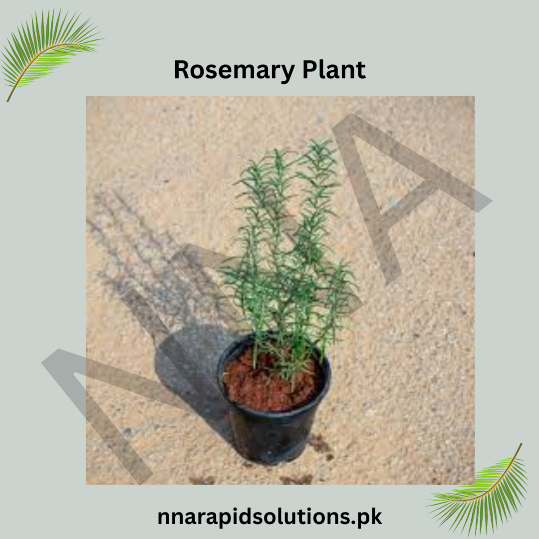 Fresh Rosemary Plant  Aromatic, Medicinal & Easy to Grow