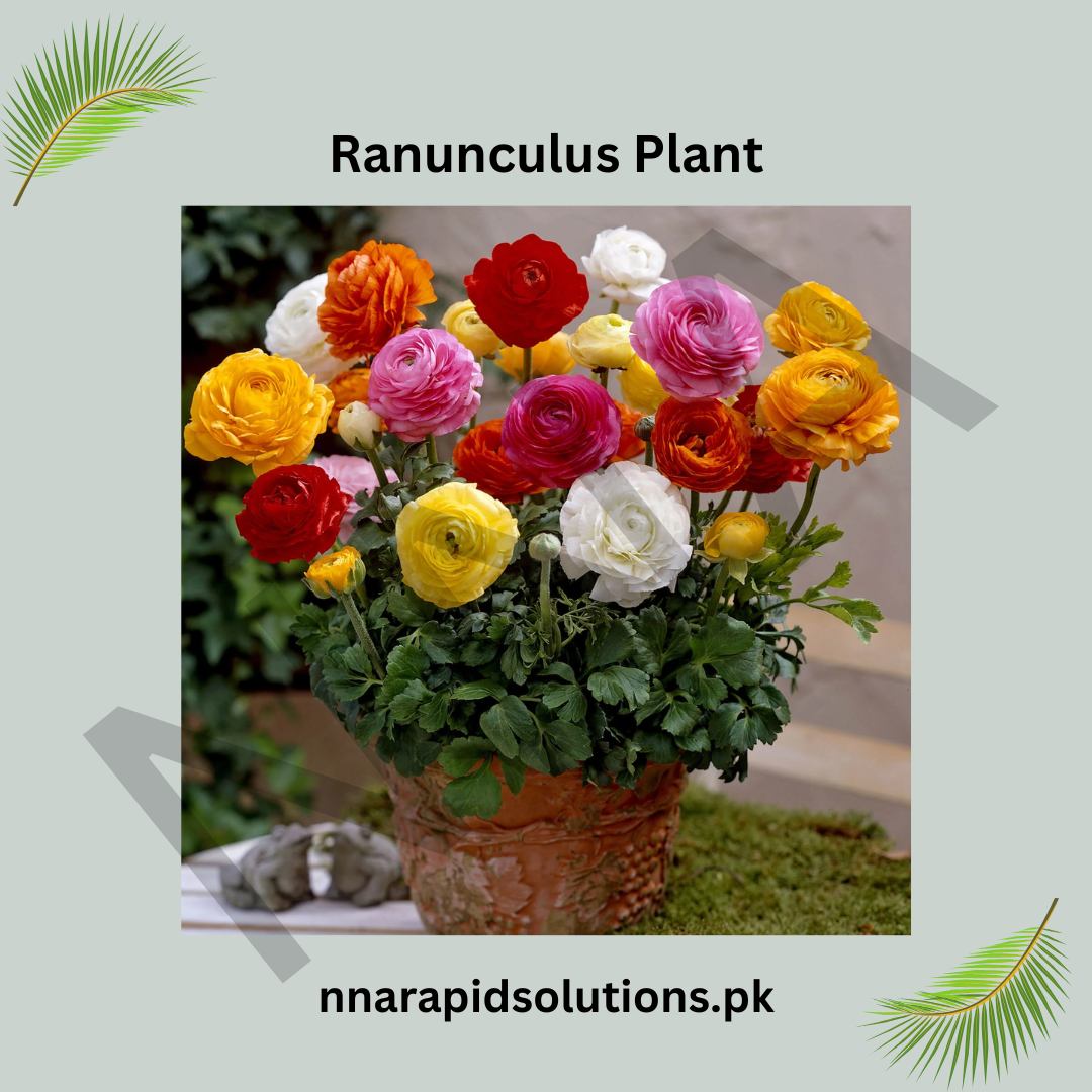 Ranunculus Plant  Grown from Seeds (WinterSpring Bloomer)