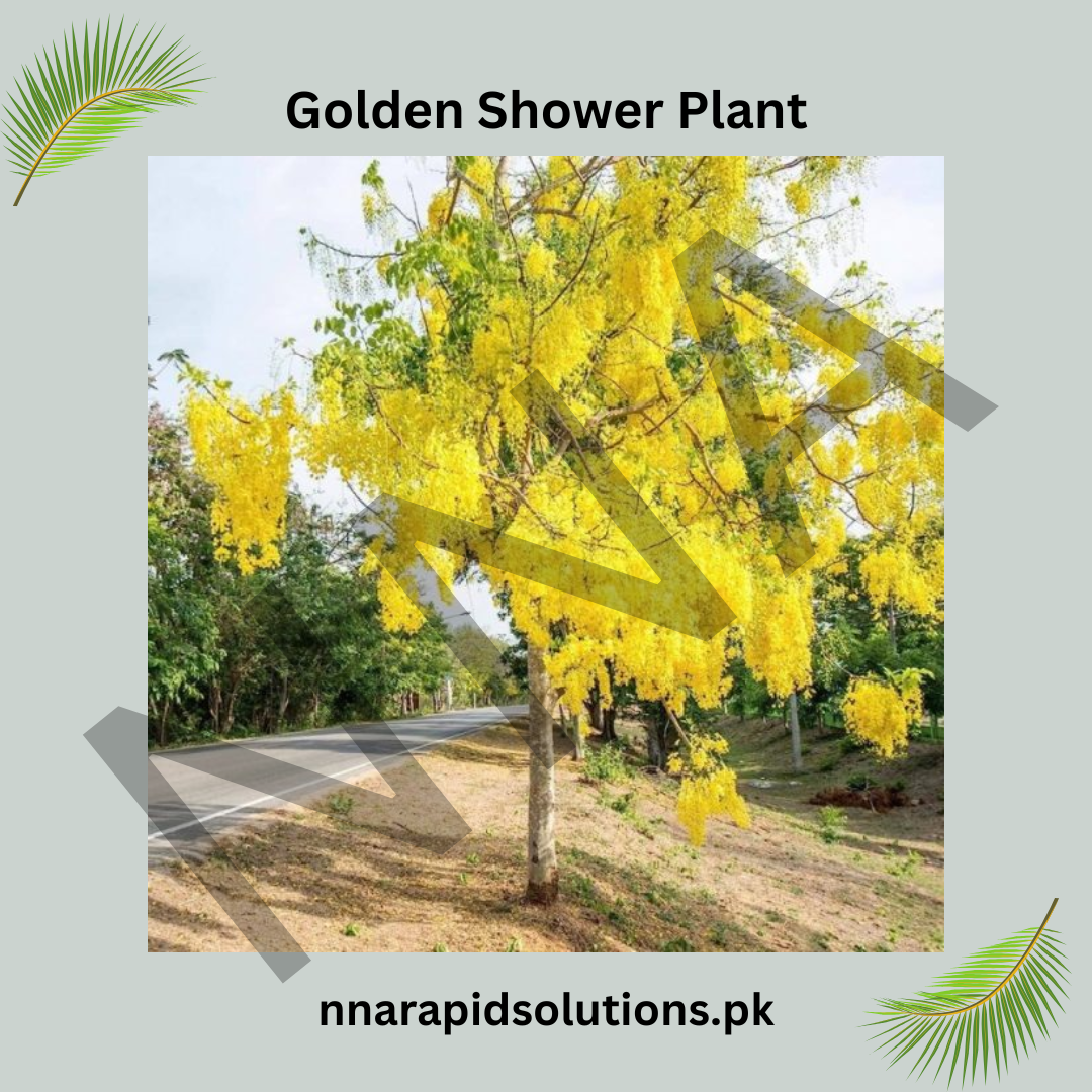 Golden Shower Plant in Pakistan  Cassia Fistula Tree with Bright Yellow Blooms