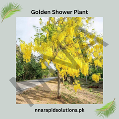 Golden Shower Plant in Pakistan  Cassia Fistula Tree with Bright Yellow Blooms