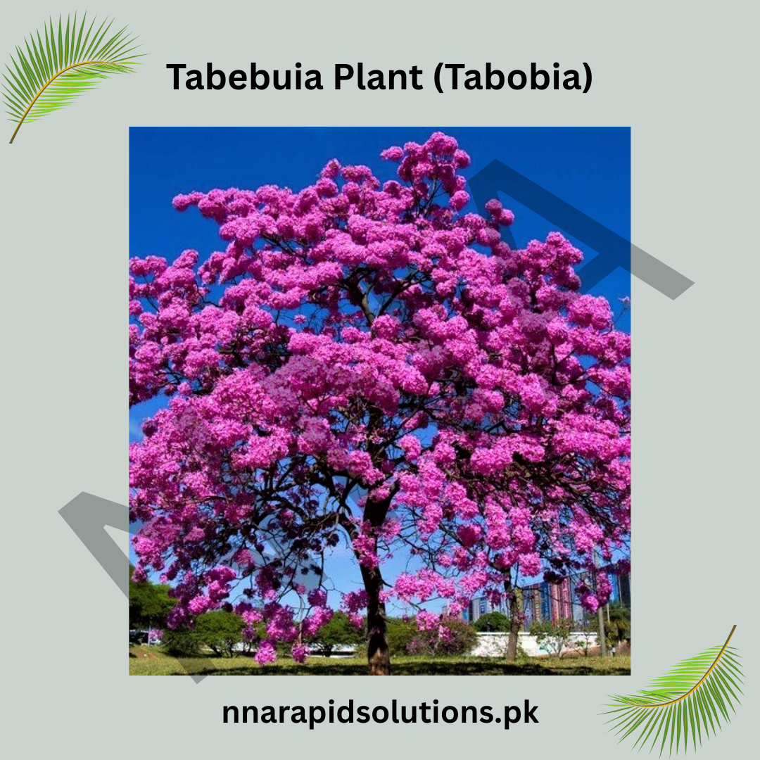 Tabebuia Plant (Tabobia) | Trumpet Tree with Stunning Flowers