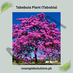 Tabebuia Plant (Tabobia) | Trumpet Tree with Stunning Flowers
