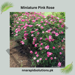 Miniature Pink Rose Plant  Compact, Beautiful & Ever-Blooming