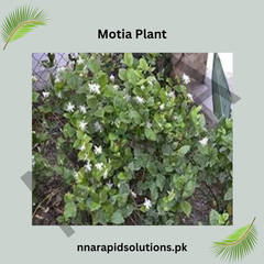 Motia Plant in Pakistan  Fragrant White Arabian Jasmine for Home Gardens