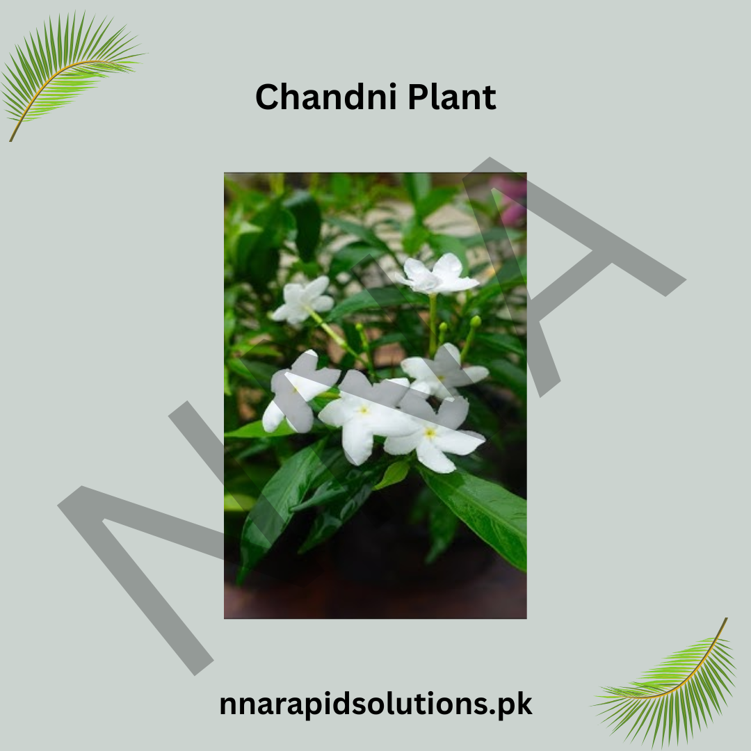 Chandni Plant in Pakistan  Fragrant White Flowering Shrub (Tagar)