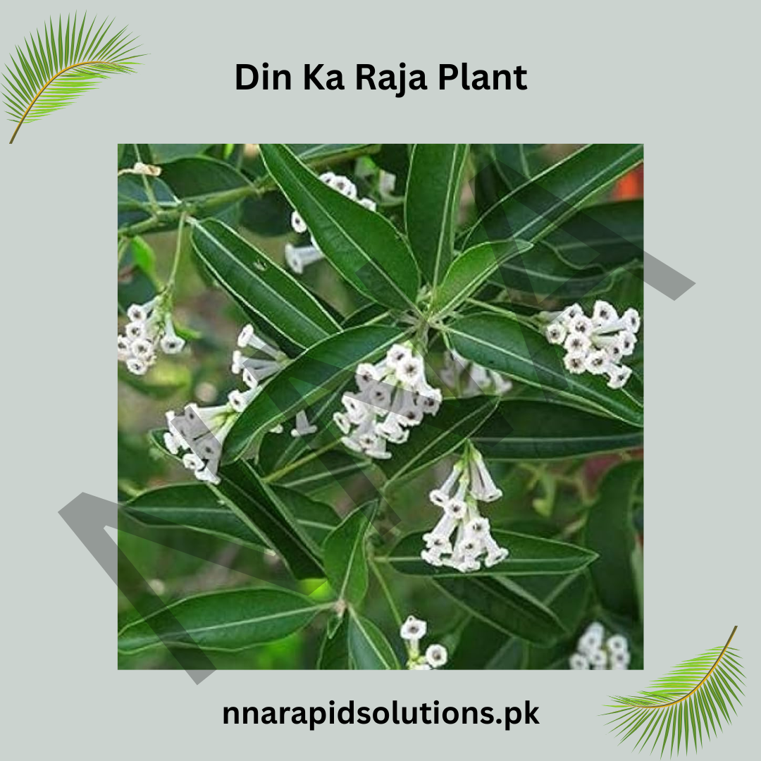 Din ka Raja (Portulaca) Flower Plant Summer Blooming, Heat-Tolerant Flower
