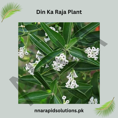 Din ka Raja (Portulaca) Flower Plant Summer Blooming, Heat-Tolerant Flower