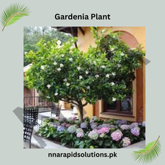 Gardenia Big Plants  Fragrant & Elegant Blooms