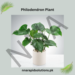 Philodendron Plant  Elegant, Air-Purifying & Low Maintenance