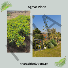 Agave  Hardy Ornamental Succulent for Pakistani Gardens
