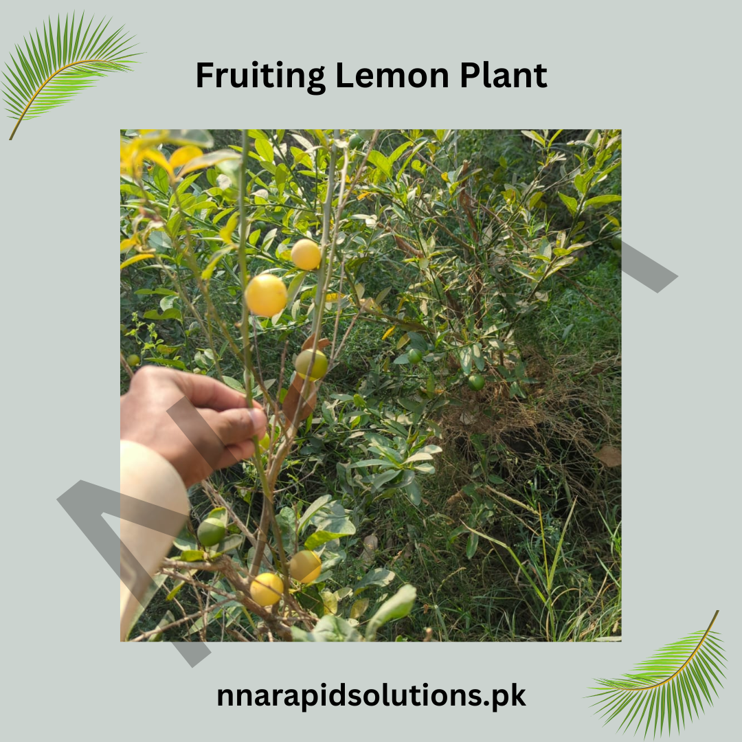 China Lemon Plant with Fruit  Fresh, Healthy & Ready to Grow
