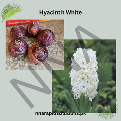 Hyacinth White Flower Bulb  Elegant & Fragrant Spring Blooms
