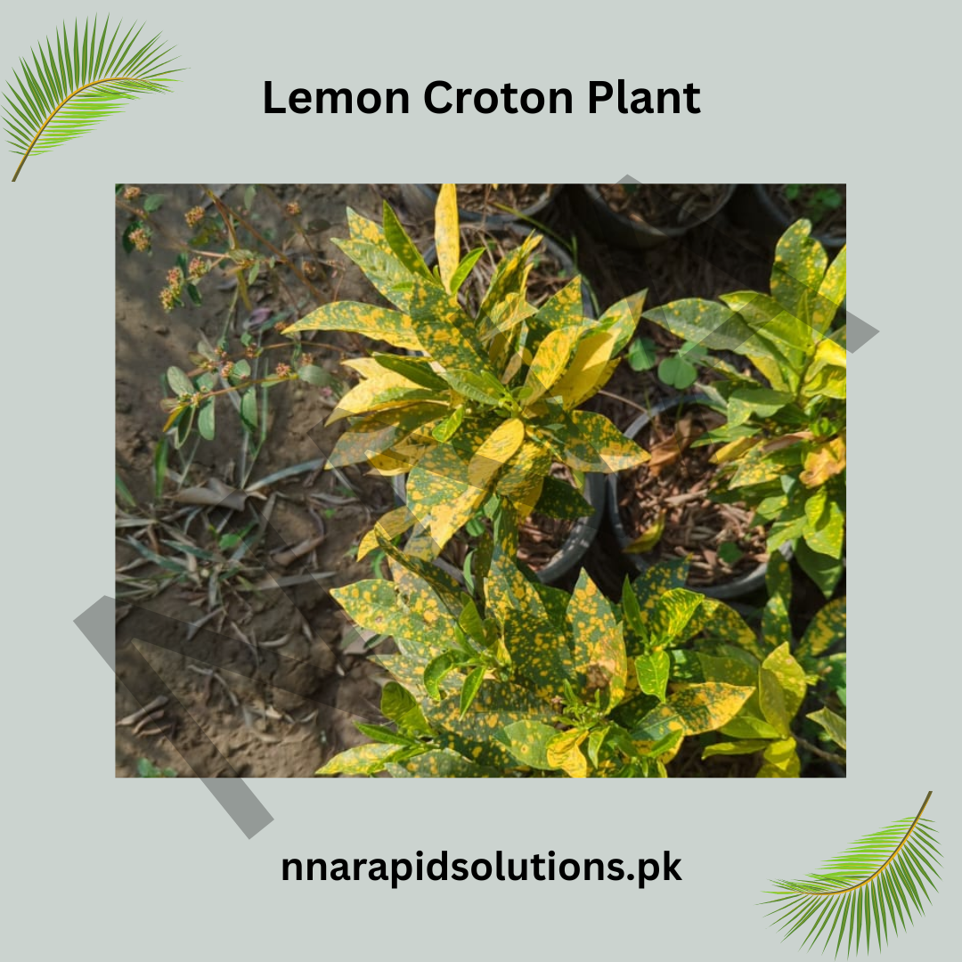 Lemon / Yellow Croton  Bright Decorative Foliage Plant for Home & Garden