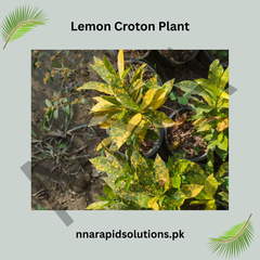 Lemon / Yellow Croton  Bright Decorative Foliage Plant for Home & Garden