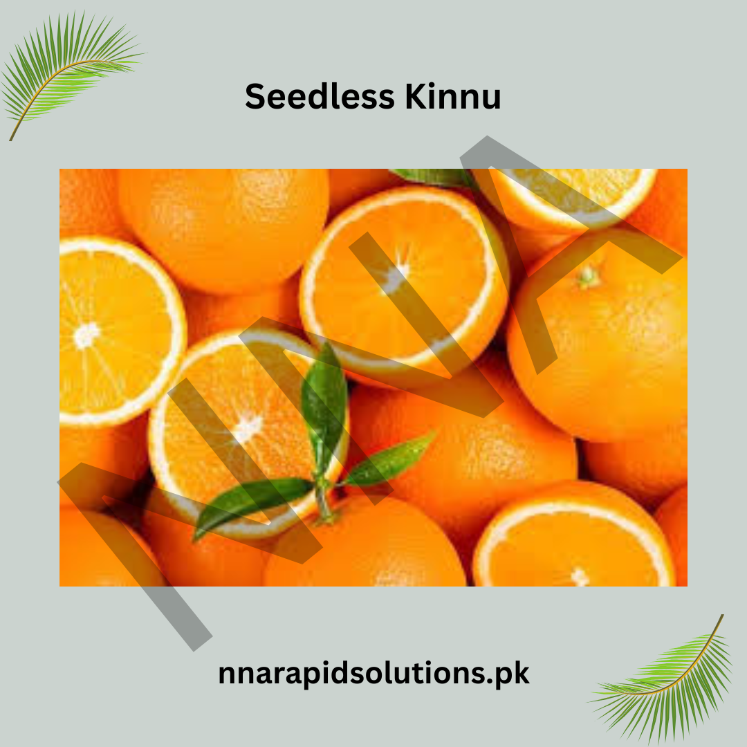 Seedless Kinnow (Kinnu) Plant  Premium Citrus Variety for Home Gardens