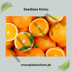 Seedless Kinnow (Kinnu) Plant  Premium Citrus Variety for Home Gardens