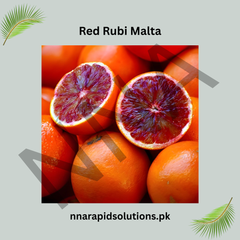 Red Rubi Malta Plant  Premium Blood Orange Variety