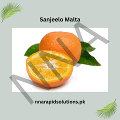 Sanjeelo Malta Plant  Sweet, Juicy & Premium Citrus Variety for Pakistan