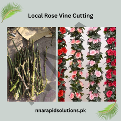 Local Rose Vine Cuttings  Healthy, Easy-to-Grow Cuttings for Home Gardens