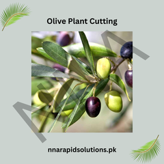 Olive Plant Cutting  Healthy Propagation Material for Home Growing