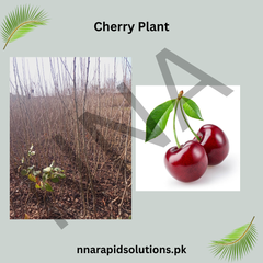 Cherry Plant  Sweet & Delicious Home-Grown Fruit Tree