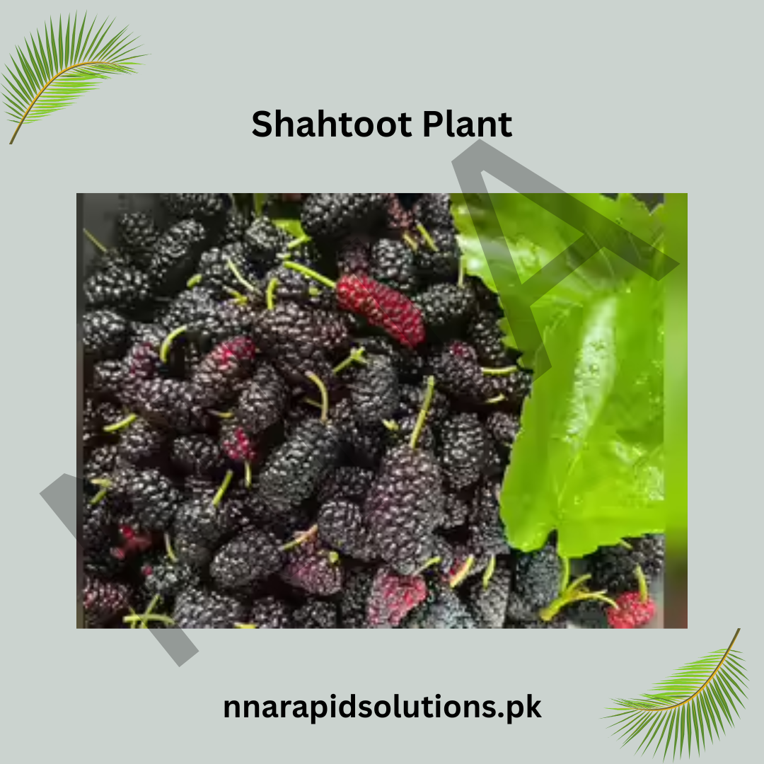 Grafted Shahtoot (Mulberry) Plant  2 Years Old, High-Yield Variety