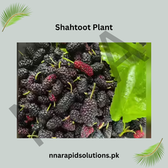 Grafted Shahtoot (Mulberry) Plant  2 Years Old, High-Yield Variety