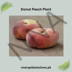 Donut Peach Plant  Unique Flat, Sweet & Juicy Peach Variety
