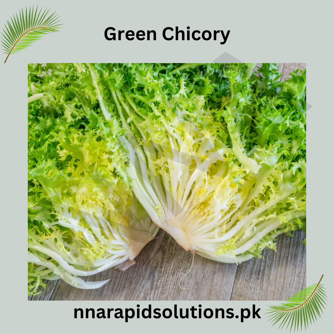 Green Chicory Hybrid Seeds in Pakistan  Leafy Salad Vegetable for Kitchen Gardens