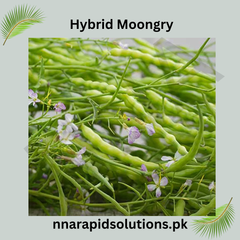 Hybrid Mongray Seeds  Crisp, Nutritious & High-Yield Winter Crop