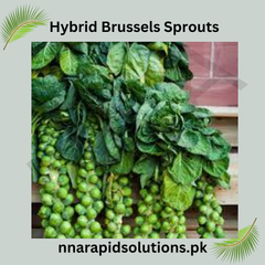 Hybrid Brussels Sprout Seeds  High Yield Winter Vegetable