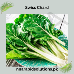 Swiss Chard Hybrid Seeds in Pakistan  Colorful Leafy Vegetable for Healthy Gardening