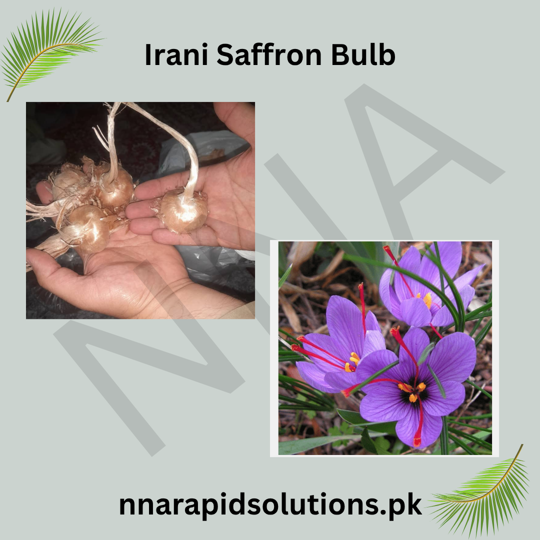 Irani Saffron 10 Bulbs  Authentic Spice Crocus for Home Growing