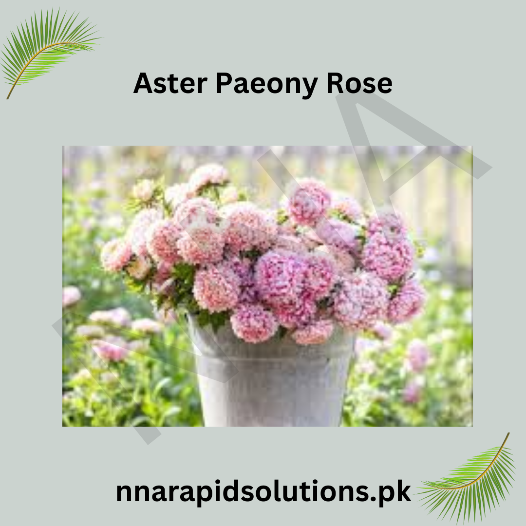 Aster Paeony Rose Seeds in Pakistan  Large Seasonal Rose-Pink Blooms