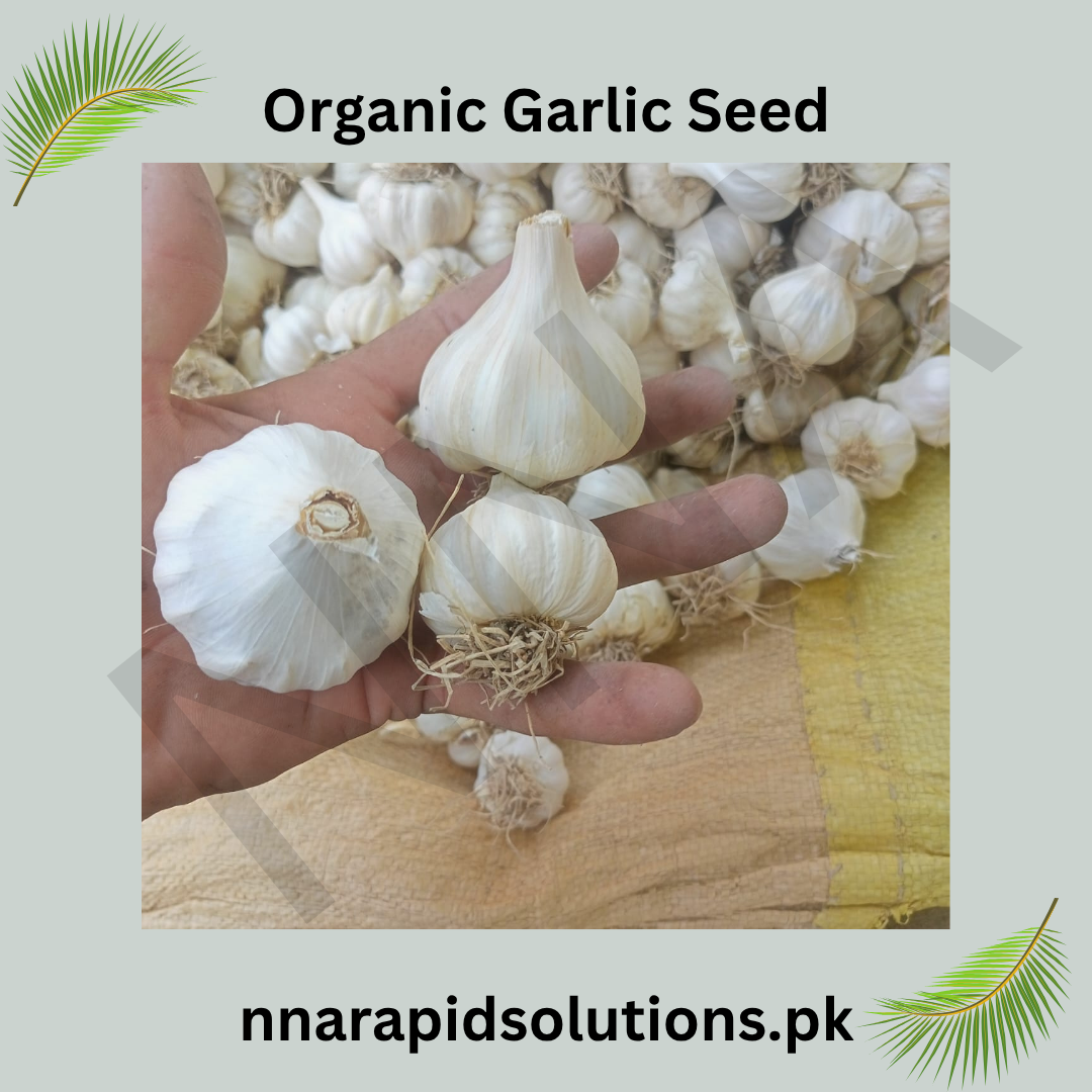 Organic Garlic (Lehsun) Seeds (Bulk Buy) 40 kg Premium Quality for High Yield