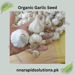 Organic Garlic (Lehsun) Seeds  Premium Quality for High Yield (Per Kg)