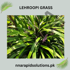 Lehroopi Grass  Natural Lawn & Ground Cover