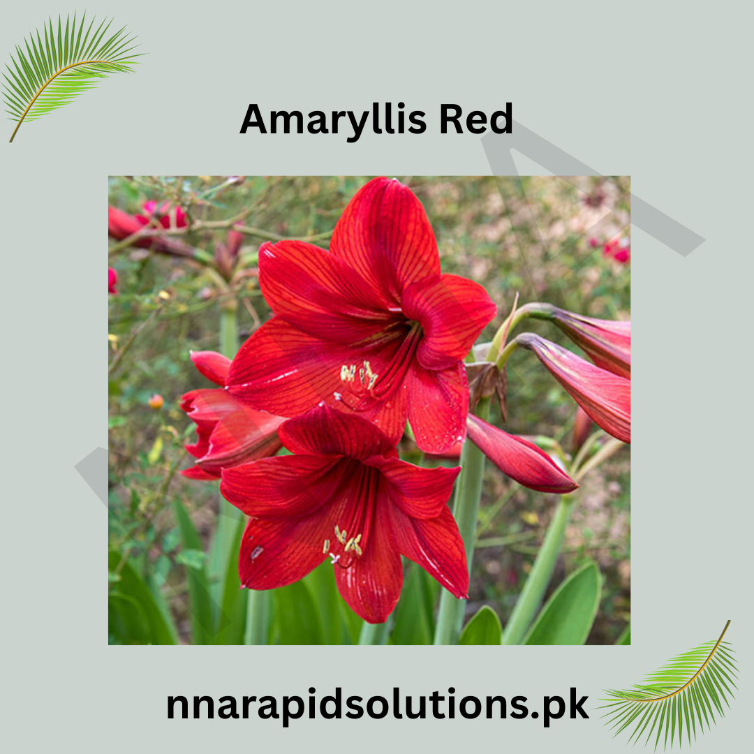 Amaryllis Flower-Red (1 Bulb)