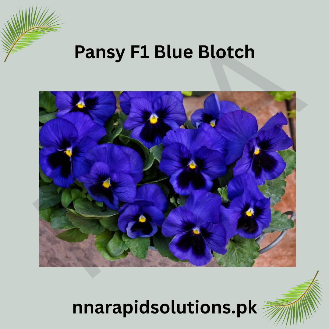 Pansy F1 Blue Blotch  Hybrid Winter Flower Seeds