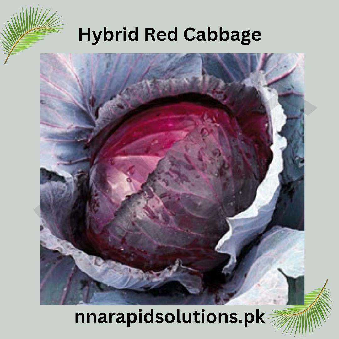 Hybrid Red Cabbage Seeds  Nutritious & Colorful Winter Vegetable