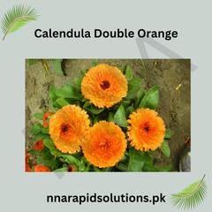 Calendula Double Orange Seeds in Pakistan  Bright Seasonal Orange Flowers